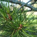Pinus bungeana rameau